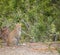 Sitting Leopard