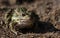 Sitting Leopard Frog