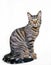 Sitting mackerel tabby cat