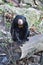 Sitting Malayan sun bear,Helarctos malayanus, with large claws