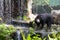 Sitting Malayan sun bear on stone