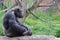 Sitting male chimp