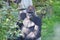 Sitting male gorilla - silverback
