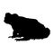 Sitting Marine Toad Bufo Marinus On a Side View Silhouette Found In Map Of Central America,Oceania And South America