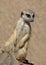 A sitting meerkat is vigilant, portrait format
