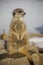 Sitting meerkat in winter