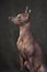 Sitting Mexican Hairless Dog