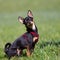 Sitting Miniature Pinscher