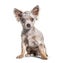 Sitting Minnow eyed Chihuahua dog, isolated