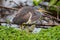 Sitting in the moring after a meal - Tricolored Heron