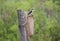 Sitting on nest box top tree swallow