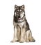 Sitting Northern Inuit Dog panting, looks like a wolf