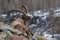 Sitting old Alpine Ibex in Italian Alps