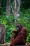 Sitting Orang Utan with Baby in Borneo Indonesia