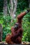 Sitting Orang Utan with Baby in Borneo Indonesia