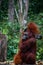 Sitting Orang Utan in Borneo Indonesia