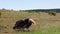 Sitting ostrich stands up and searching for food. Enormous bird on grasslands. Safari park, South Africa