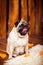Sitting panted fawn pug sits on furs