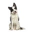 Sitting and Panting Border collie dog wearing a collar