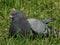 Sitting Pigeon in a park