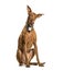 Sitting Podenco wearing a collar, isolated