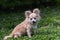 Sitting Pomeranian Chihuahua mix in a green yard