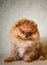 A sitting Pomeranian puppy and a natural, touching look in his eyes.