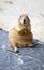 Sitting prairie dog on a rock