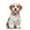 Sitting Puppy Havanese dog staring, 5 months old, isolated