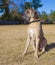 Sitting purebred male Great Dane