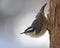 Sitting Red-breasted Nuthatch