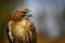 Sitting red-tailed hawk Buteo jamaicensis with nice background