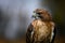 Sitting red-tailed hawk Buteo jamaicensis with nice background