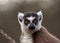 Sitting Ring Tailed Lemur