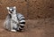 Sitting ring-tailed lemur