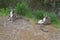 Sitting ring-tailed lemurs in a Zoo