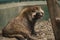 Sitting on the rocks is an unusual fluffy animal, playing at the zoo audience