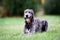 Sitting scottish wolfhound