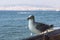 Sitting Seagull against the background of the seaside town