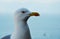 Sitting seagull bird head and sea background photo