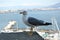 Sitting seagull bird and sea background photography