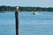 Sitting seagull with sea and boat on a background.