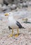 Sitting seagull at the seashore