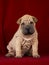 Sitting sharpei puppy