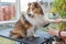 Sitting Sheltie Dog is trimmed by professional groomer woman