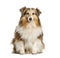 Sitting Shetland Sheepdog, isolated