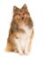 Sitting shetland sheepdog seen from the front