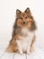 Sitting shetland sheepdog or sheltie seen from the front facing