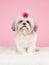 Sitting shih tzu dog wearing a bow