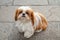 Sitting Shih tzu dog with white and brown hair